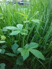 Geum urbanum
