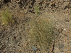 Convolvulus prostratus