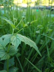 Geum urbanum