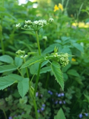Aegopodium podagraria