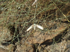 Convolvulus prostratus