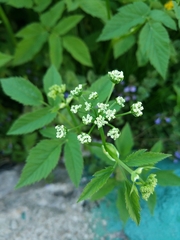 Aegopodium podagraria