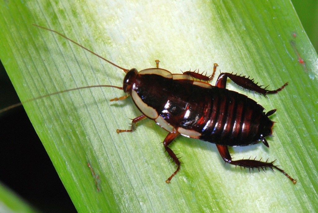 Polyzosteriinae