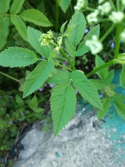 Aegopodium podagraria