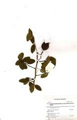 Capparis erythrocarpos