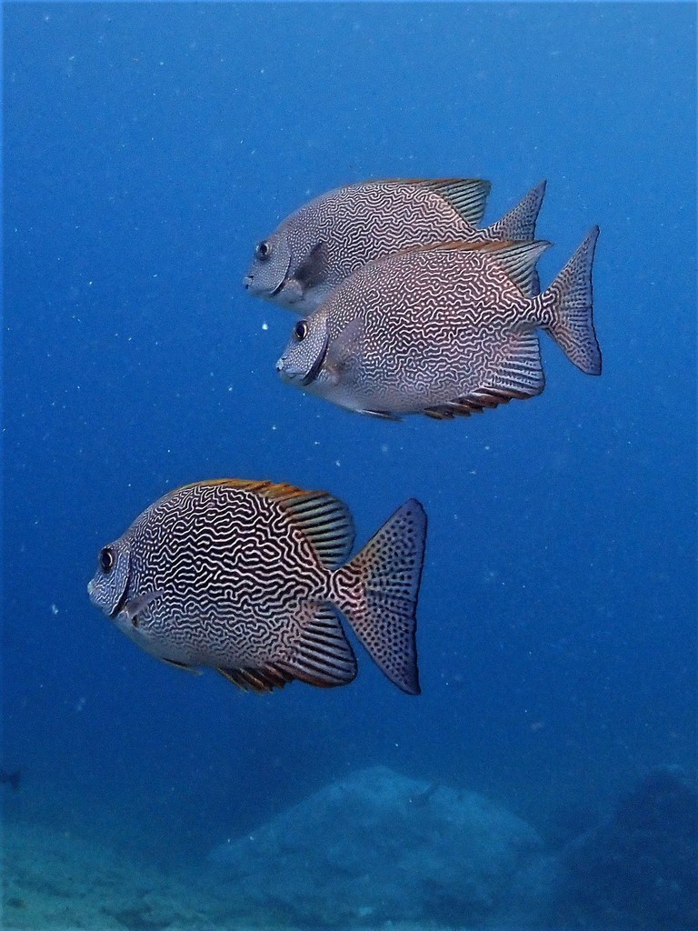 Maze rabbitfish (Siganus vermiculatus) — Siganidae