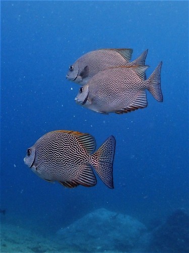Maze Rabbitfish — seen at this dive site