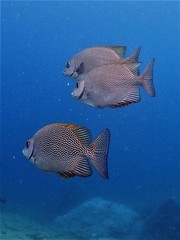 Vermiculated Spinefoot photo 5
