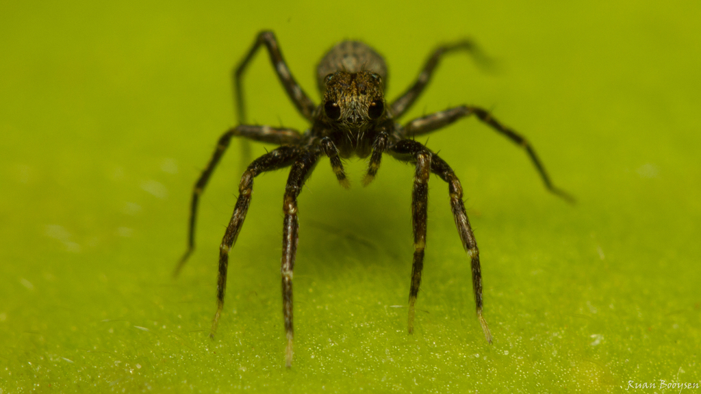 Large-eyed Mini Wolf Spider