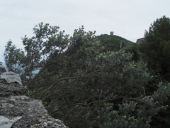 Anthyllis barba-jovis