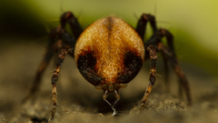 Oxyopes flavipalpis