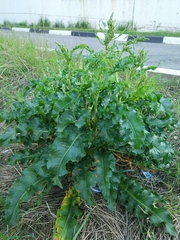 Rumex crispus