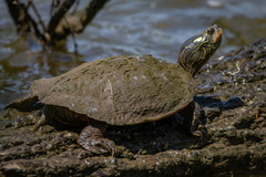 Graptemys geographica