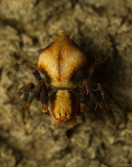 Oxyopes flavipalpis