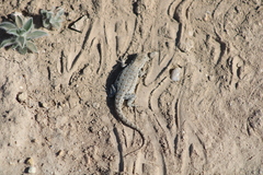 Uta stansburiana stansburiana