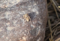 Habronattus forticulus