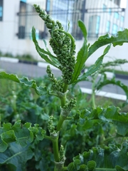 Rumex crispus