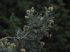 Anthyllis barba-jovis