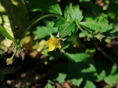 Geum urbanum