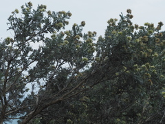 Anthyllis barba-jovis