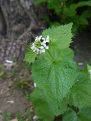 Alliaria petiolata