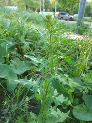 Sisymbrium loeselii
