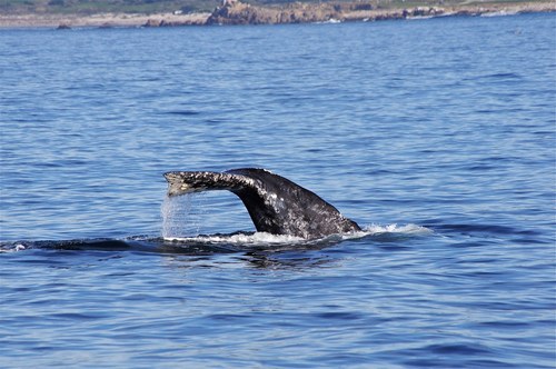 Grey Whale