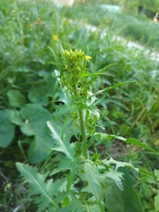 Sisymbrium loeselii