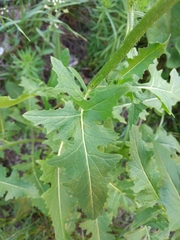 Sisymbrium loeselii