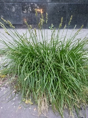 Carex spicata