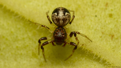 Parasmodix quadrituberculata