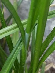 Carex spicata