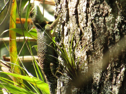 Sceloporus salvini