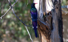 Phoeniculus purpureus angolensis