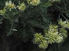 Anthyllis barba-jovis