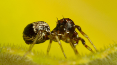 Parasmodix quadrituberculata