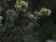 Anthyllis barba-jovis