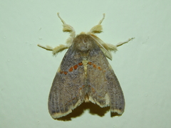 Euproctis luteifascia