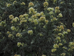 Anthyllis barba-jovis