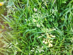 Poa annua