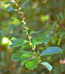 Bridelia cathartica