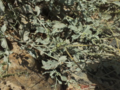 Heliotropium calcareum