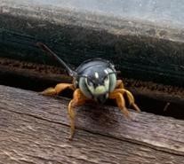 Pachyanthidium