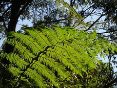 Alsophila firma
