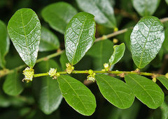 Bridelia cathartica