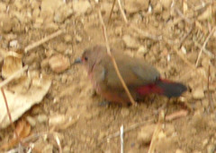Lagonosticta rhodopareia