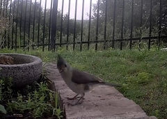 Baeolophus bicolor × atricristatus