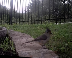 Baeolophus bicolor × atricristatus