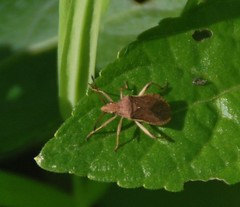 Ceraleptus lividus