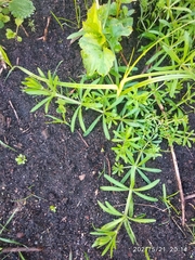 Galium aparine